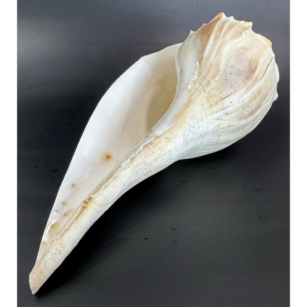 Large 12" Natural Lightning Whelk Shell Coastal Beach Nautical Ocean Decor Left - Picture 5 of 16